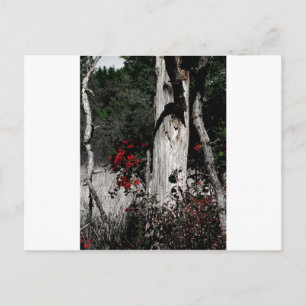 Splash of Colour Postcard