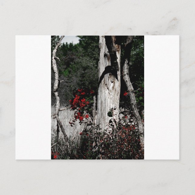 Splash of Colour Postcard (Front)