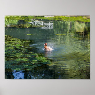 Splashing duck in a pond poster