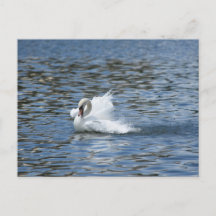 Splashing Swan on a Postcard