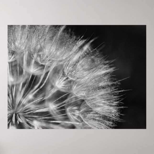 Splendid detail pustard trees in black white poster (Front)