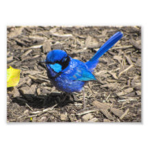 Splendid Fairy Wren Photo Print