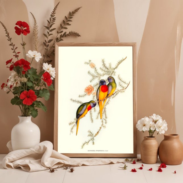 Splendid Grass-Parakeet, Vintage illustrations  Poster (Creator Uploaded)
