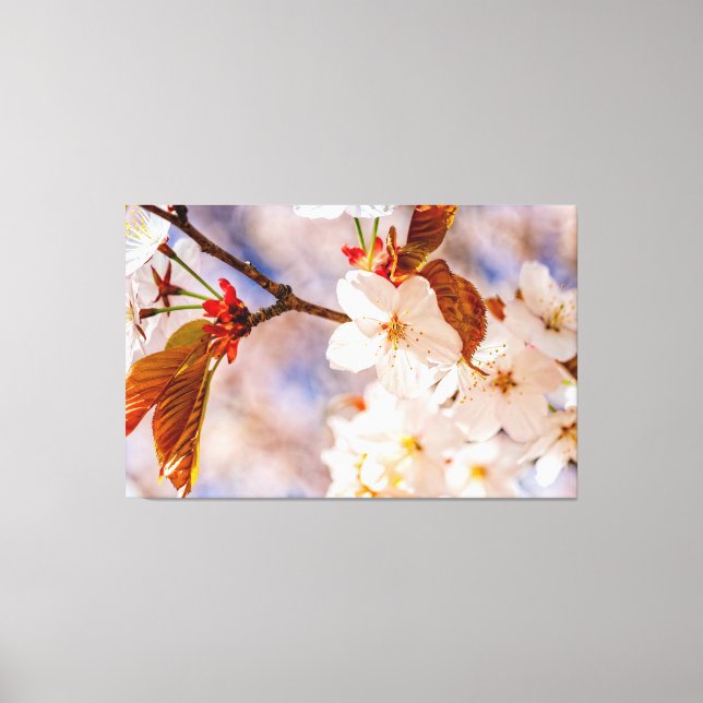 Splendid Sakura Flowers. Hanami Season Of Spring Canvas Print (Front)