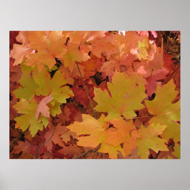 Splendor d'automne (1) Poster (Devant)