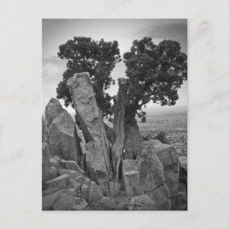 Split Tree Postcard