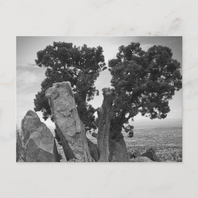 Split Tree Postcard (Front)