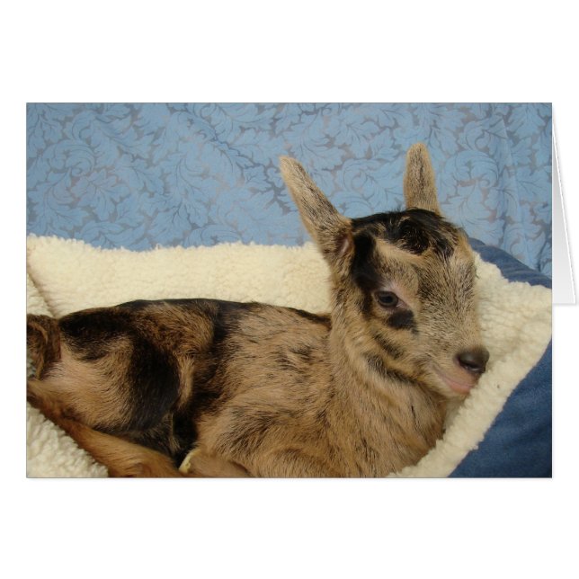 Spoiled Aussie (Front Horizontal)