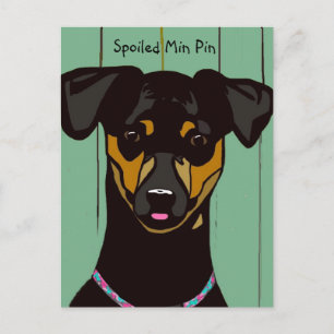 Spoiled Min Pin Postcard