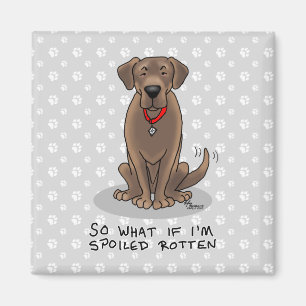 Spoiled Rotten Chocolate Lab Labrador Retriever Magnet