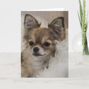 Spoilt Chihuahua Relaxing Card