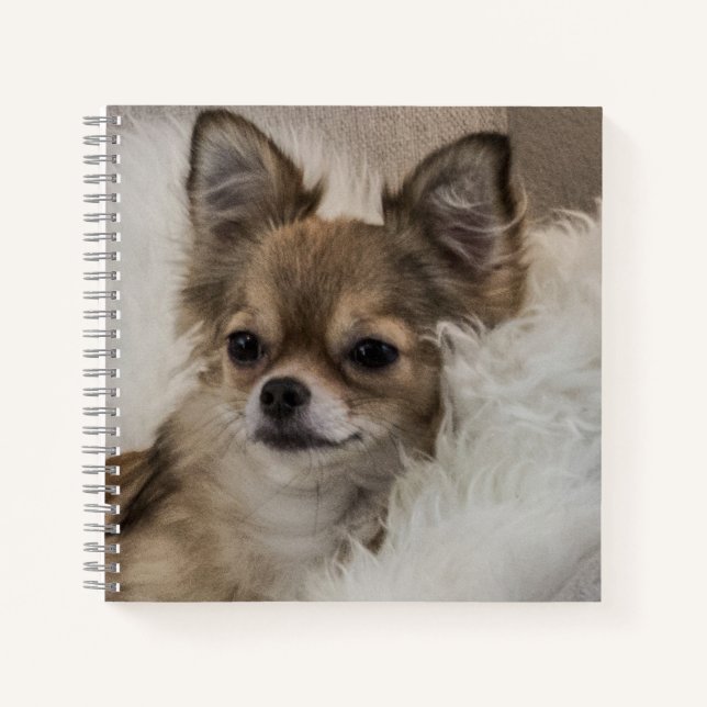 Spoilt Chihuahua Relaxing Notebook (Front)