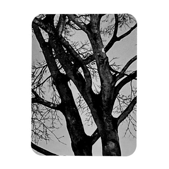 Spooky Eerie Leafless Tree Branches Photo Magnet (Vertical)