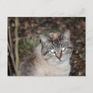 Spooky Postcard