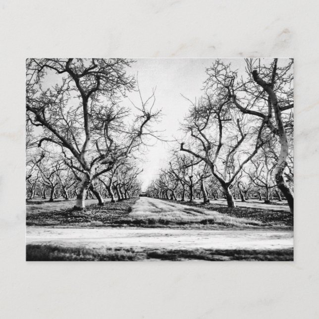 Spooky Row of Trees Postcard (Front)