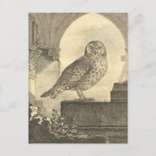 Spooky Vintage Halloween Owl Postcards