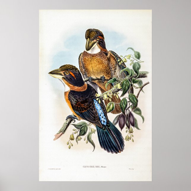 Spoon-billed Kingfisher by John Gould Poster (Front)