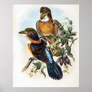Spoon-billed Kingfisher by John Gould Poster