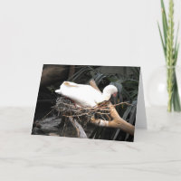 Spoonbill bird on nest in Spain