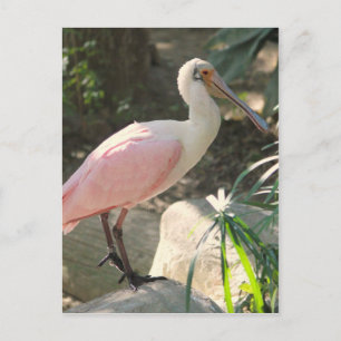 Spoonbill bird postcard