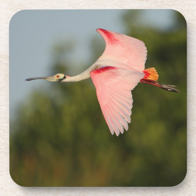 spoonbill coaster (Front)