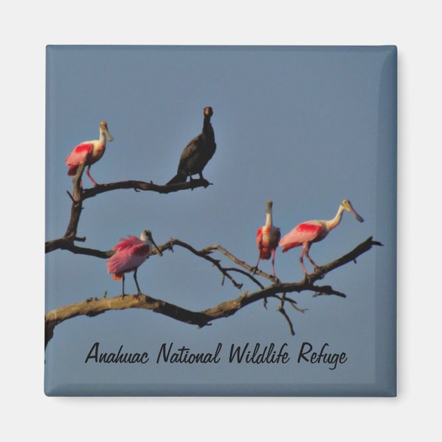 Spoonbills and Cormorant Magnet (Front)