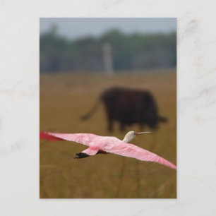 Spoonbills Flying Postcard