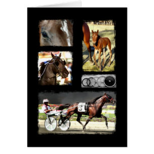 Sport de course d'attelages