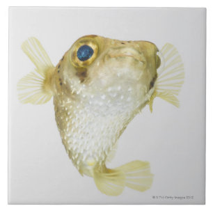 Spot-fin porcupinefish (Diodon hystrix) Tile
