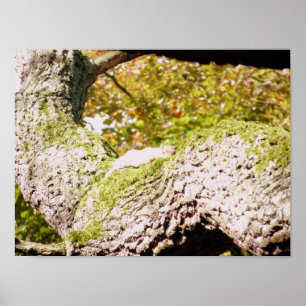 Spot The Gray Squirrel Poster