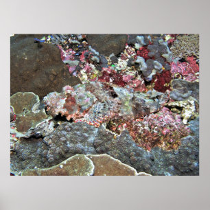 Spot the Scorpionfish Poster