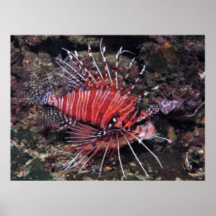 Spotfin Lionfish II Poster