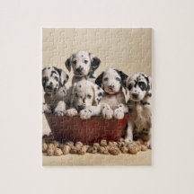Spotlight of Love: Dalmatian Delight