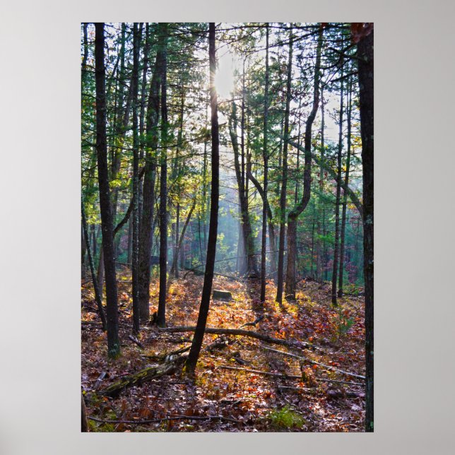 Spotlight On A Stump Poster (Front)