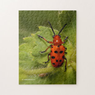 Spotted Asparagus Beetle on Leaf Jigsaw Puzzle