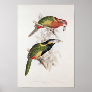 Spotted Bill Aracari, 19th century Poster