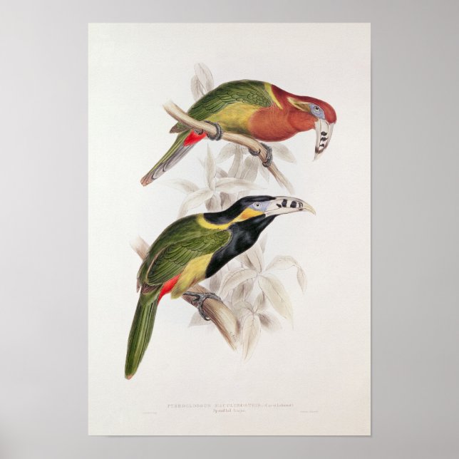 Spotted Bill Aracari, 19th century Poster (Front)