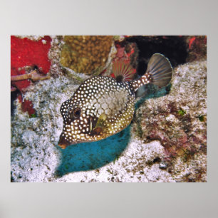 Spotted Boxfish Poster