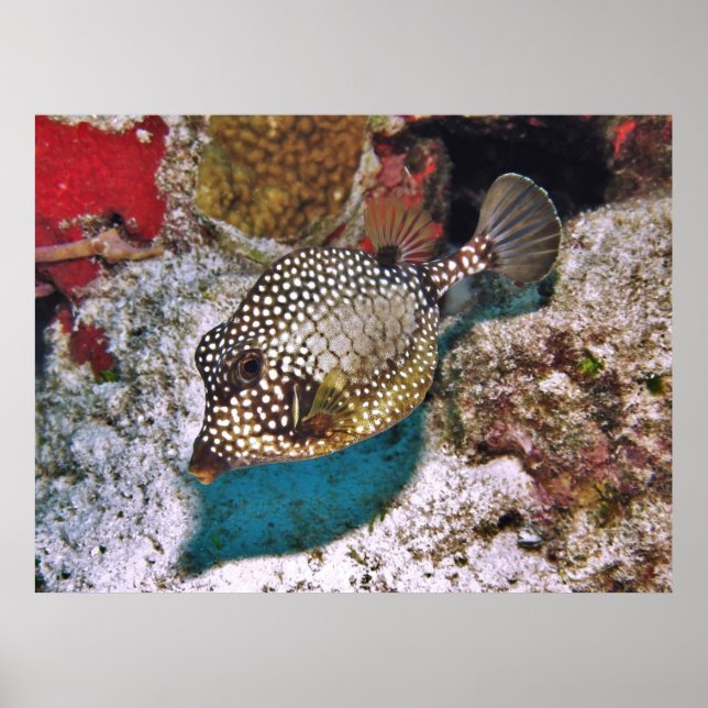 Spotted Boxfish Poster (Front)