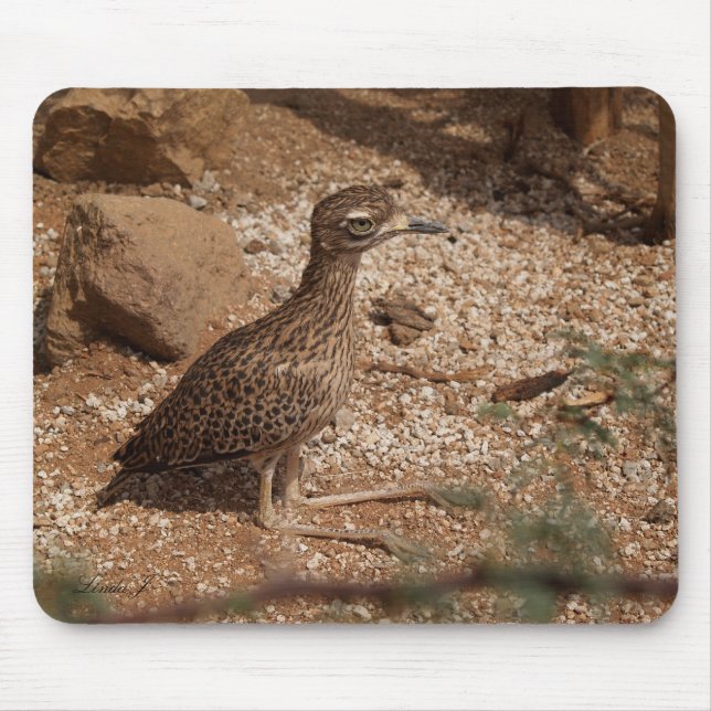 Spotted Bush Thick-Knee Mousepad (Front)