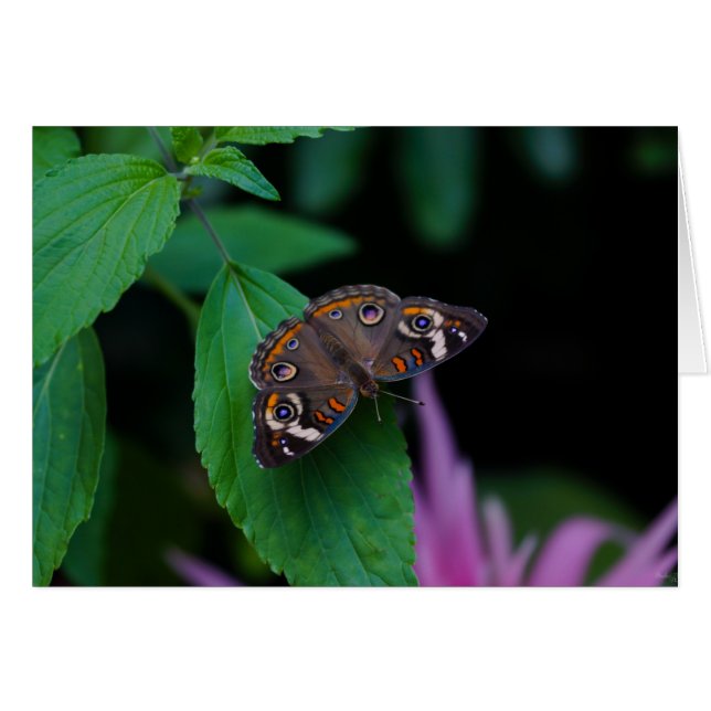 Spotted Butterfly (Front Horizontal)