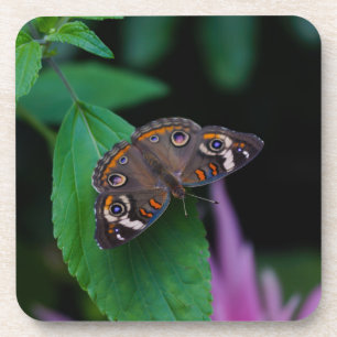 Spotted Butterfly Coaster