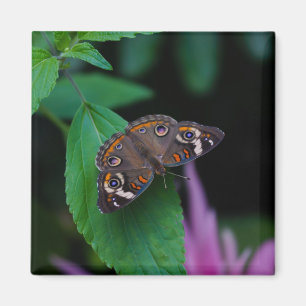 Spotted Butterfly Magnet
