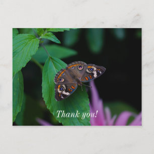 Spotted Butterfly Thank You Postcard