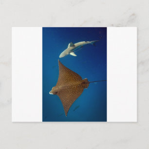 Spotted eagle ray and reef shark underwater postcard