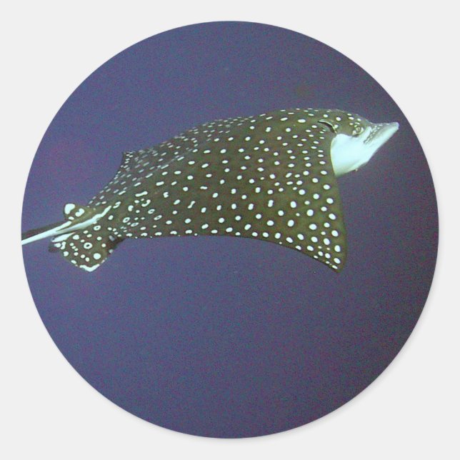 Spotted Eagle Ray Classic Round Sticker (Front)