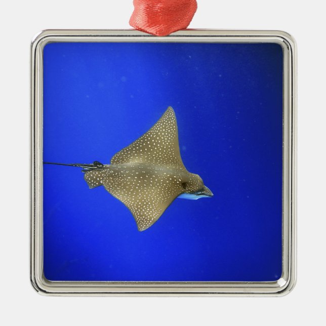 Spotted eagle ray swimming underwater Galapagos Metal Ornament (Front)