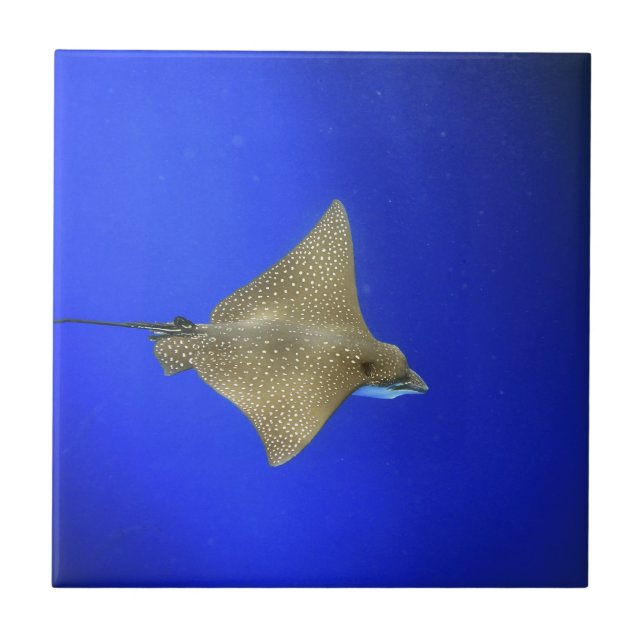 Spotted eagle ray swimming underwater Galapagos Tile (Front)