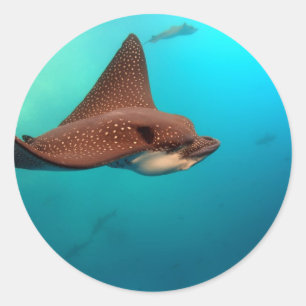 Spotted eagle rays Galapagos Islands Classic Round Sticker