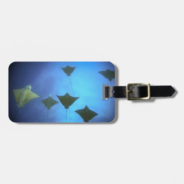Spotted eagle rays swimming underwater Galapagos Luggage Tag (Front Horizontal)